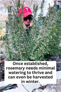 A head on view of a person wearing a red Phillies baseball hat behind a large bush of fresh rosemary with text reading once established rosemary needs minimal watering to thrive and can even be harvested in winter